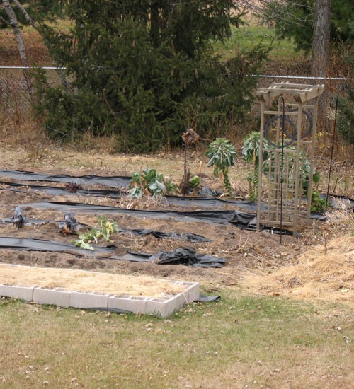 Fall 2011 - Garden