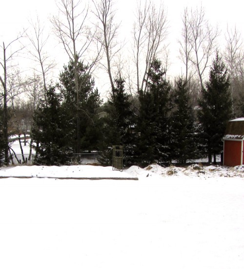 February Garden