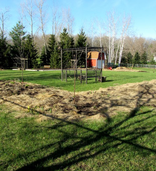 Apple Guild: Nichols plum tree and Goldrush and Williams Pride apple trees