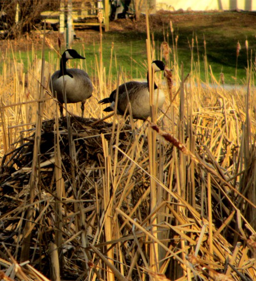 Canada Geese on a Muskrat Den