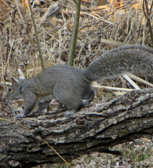 14x Optical Zoom: Squirrel Pic