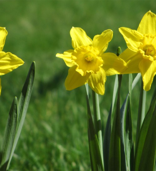 Daffodils