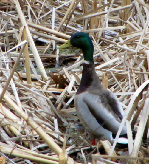 Mallard
