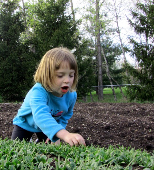 Picking and eating baby spinach leaves
