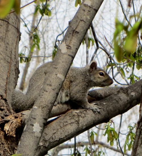 Squirrel