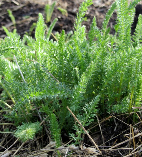 Yarrow