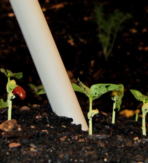 Yard Long Red Noodle Bean Sprouts
