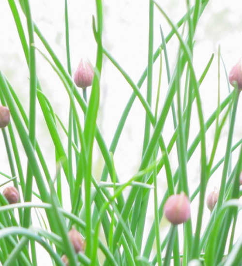 Chives
