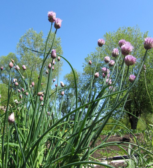 Chives