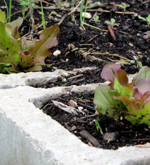 Lettuce in cement blocks