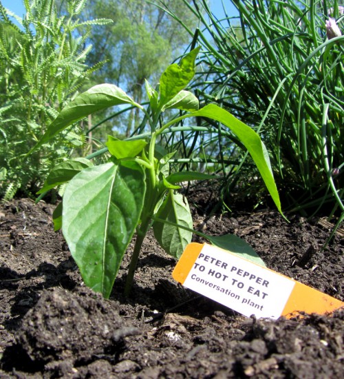 Peter Pepper