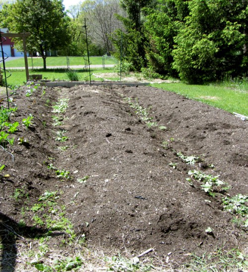 Weeded Rows