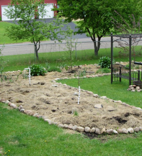 Comfrey in the Apple Guild