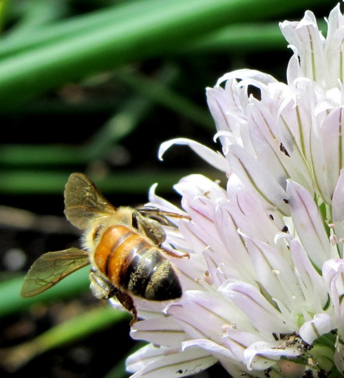 Honeybee on a chive flower