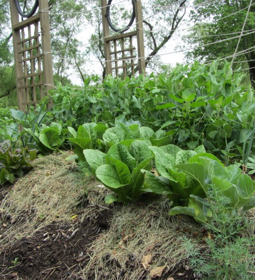 Lettuce, Onions, and Peas