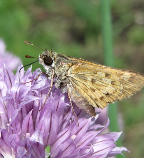 Moth