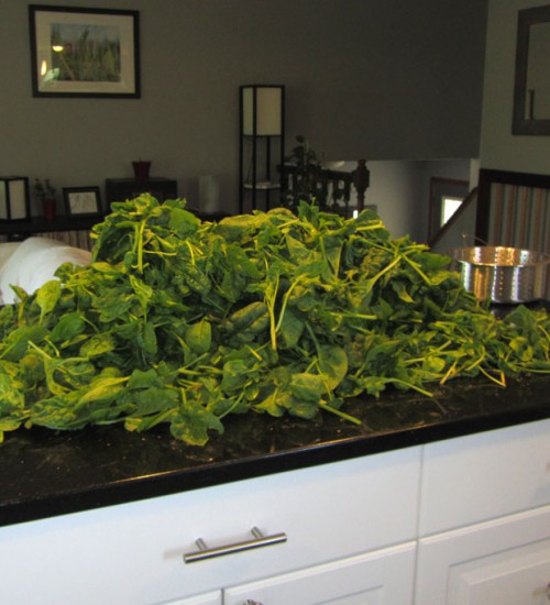 Spinach Harvest - May 20th