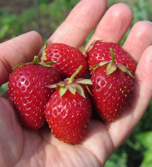 strawberries