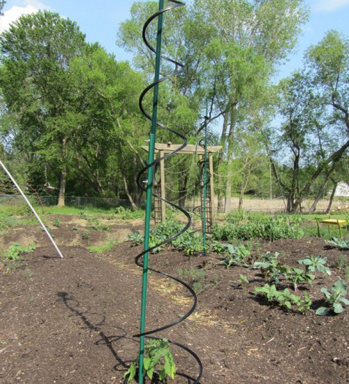 tomato spiral