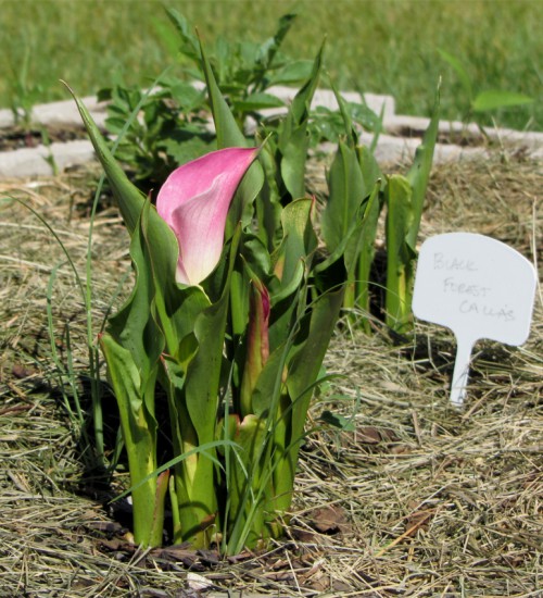 Calla Lilly