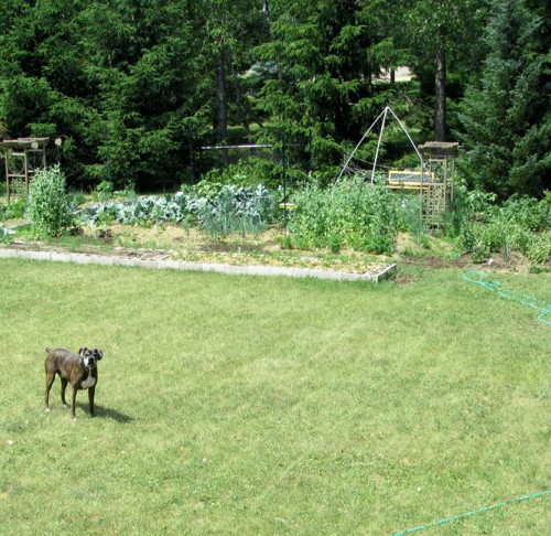 VEGarden June 10th