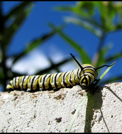 Monarch