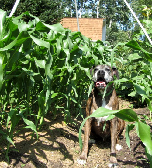 Puck checking out the Sweet Corn