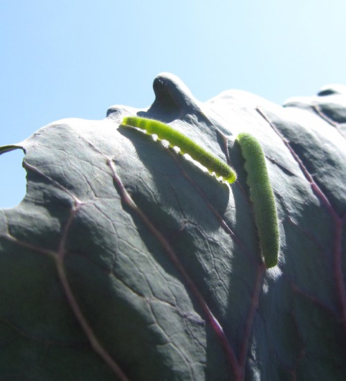 Cabbage Worms