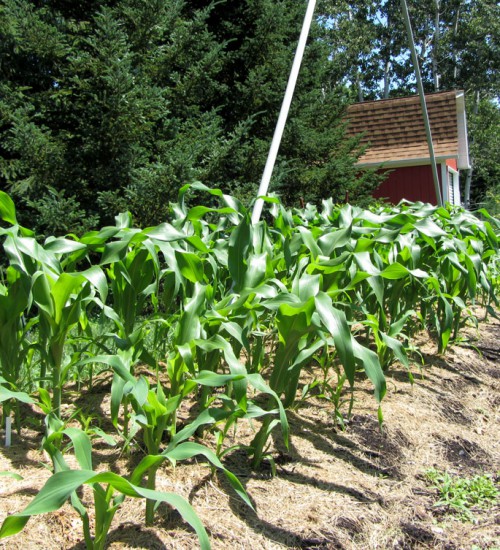 Sweet Corn