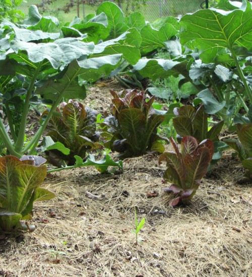 Red Romaine Lettuce shaded by cole crops