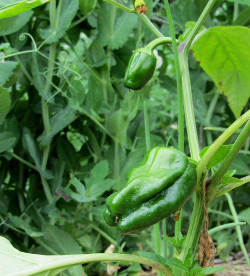 Red Bell Pepper