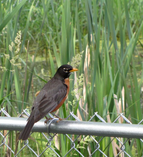 Robin