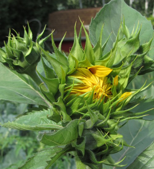 And my favorite - sunflowers coming soon!
