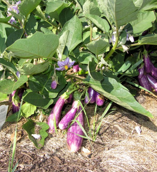 Japanese Eggplant
