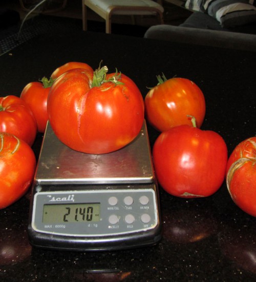 Italian Heirloom Tomatoes
