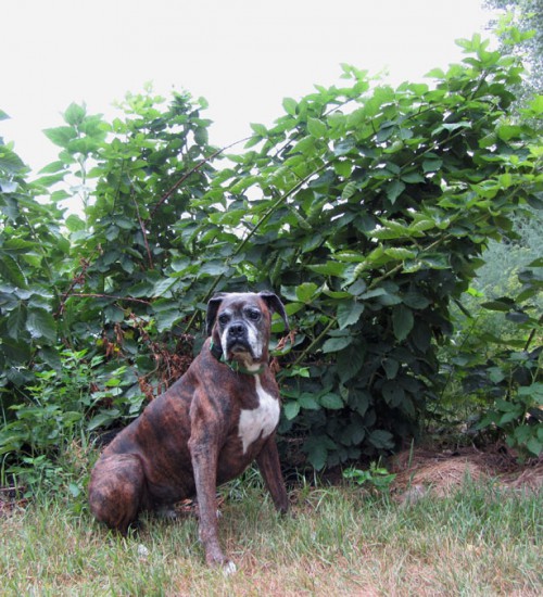 Puck and our Blackberries