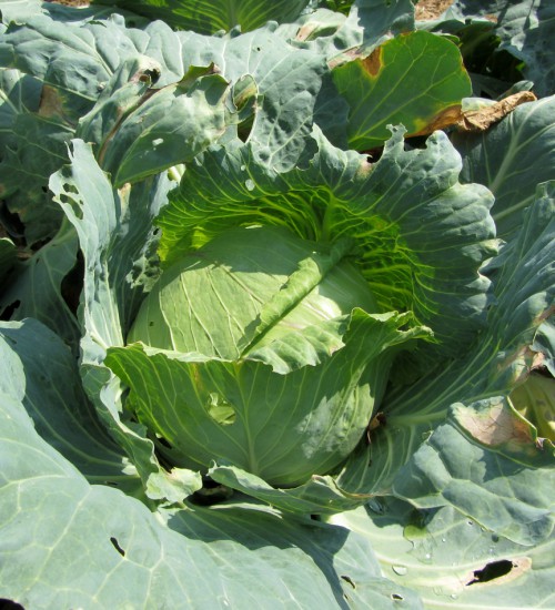 Emerald Cross Cabbage