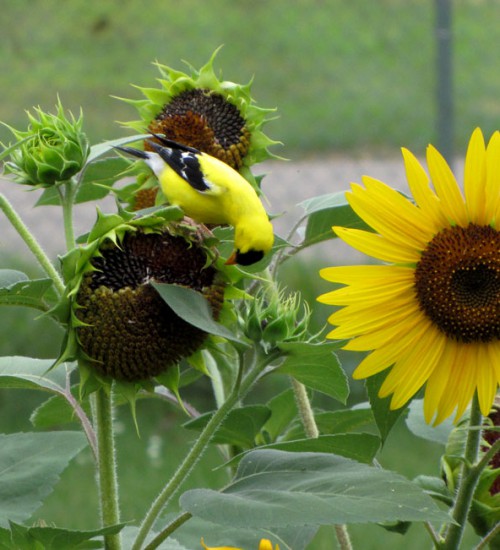 Goldfinch on our sunflowers