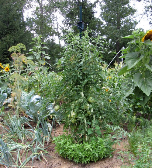 Italian Heirloom Tomato, on a tomato spiral