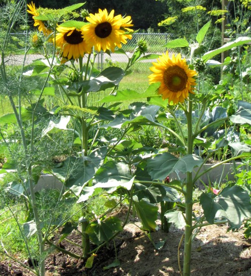 volunteer sunflower