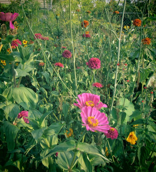 Apple Guild Flowers