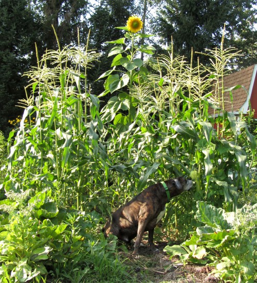 Puck with Sweet Corn