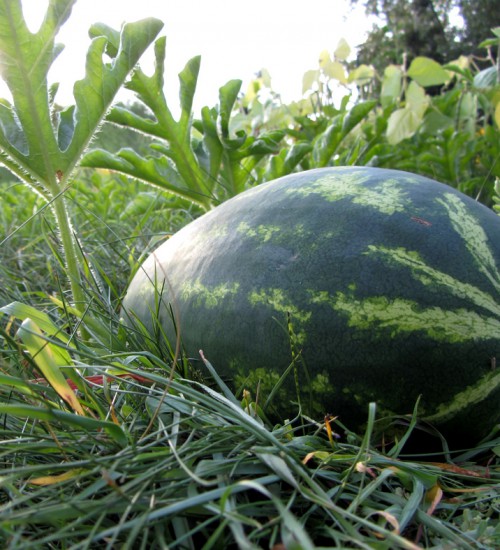 Watermelon