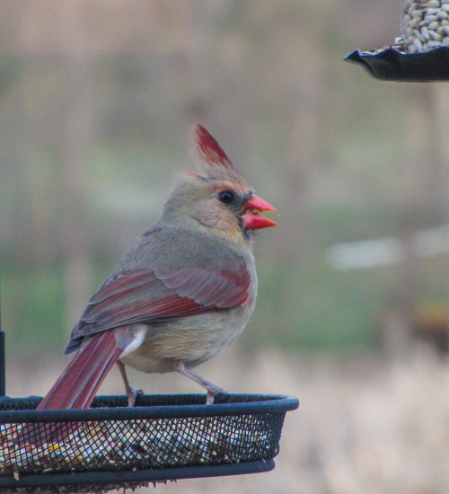 female cardinal
