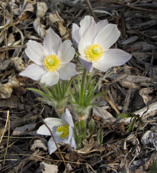 Pasque Flowers