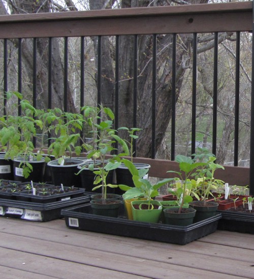 Garden Seedlings