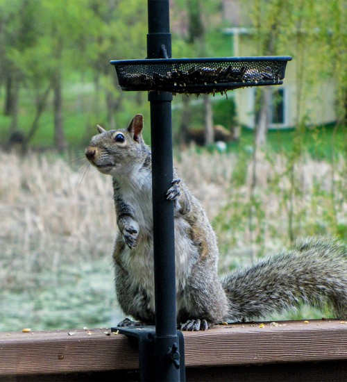 Squirrel at the bird feeder