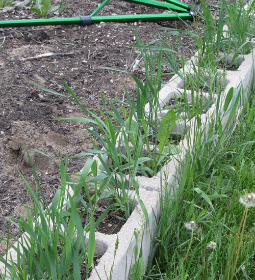 Crab grass growing in concrete block holes