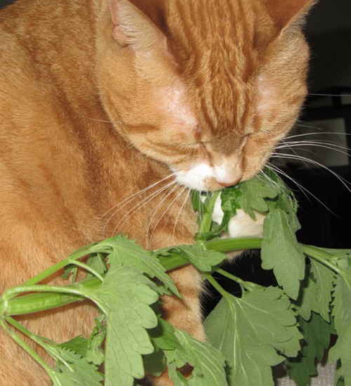 Niko loves catnip