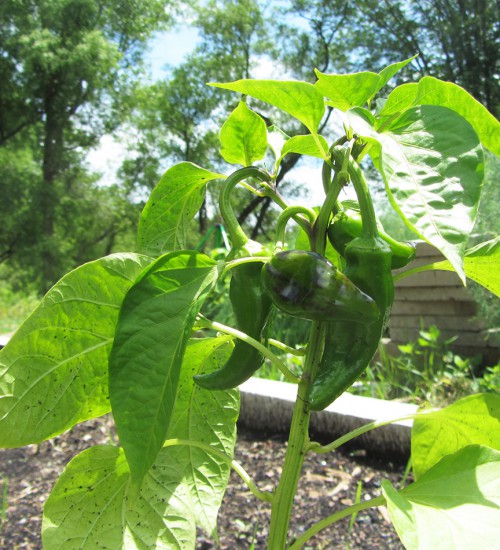 Peppers - June 23rd